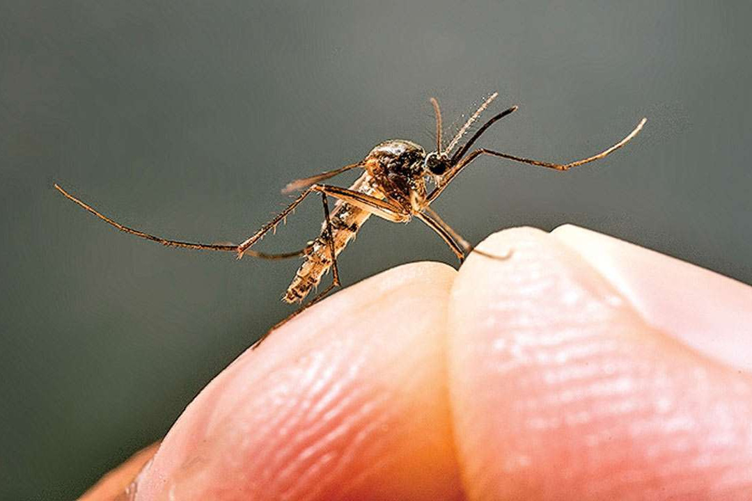 जापानिज इन्सेफ्लाइटिसबाट अहिलेसम्म ११ जनाको ज्यान गयो, ६३ जनामा सङ्क्रमण